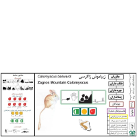 گونه همستر دم دراز زاگرسی Calomyscus bailwardi